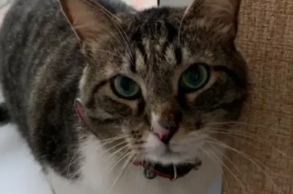 Кошки потеряшки, Москва, фото: Потеряшка кошка МаркиС на Азовской улице, Москва