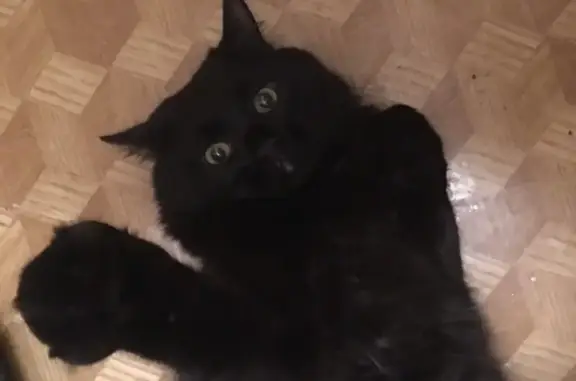 Кошки потеряшки, Москва, фото: Потеряшка крупный чёрный кот, адрес: Локомотивный проезд, 3