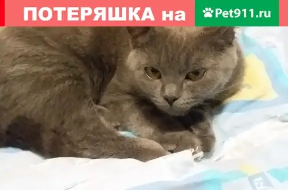 Пропала кошка Степан, Нижегородская обл., Арзамас, ул. Мира