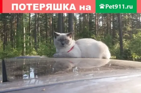 Пропала кошка в парке Мариенталь, г. Павловск.