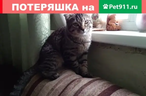 Пропал котик в Новокузнецке!