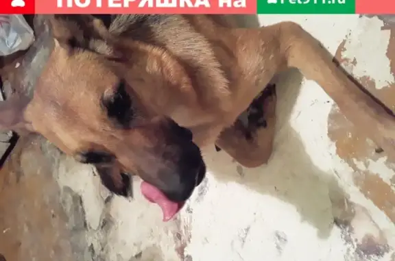 Собака найдена в Ярославле, хозяин - Михаил Брагино