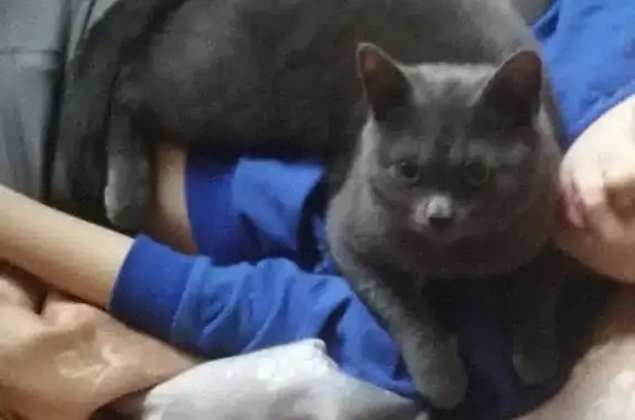 Кошки потеряшки, Москва, фото: Потеряшка кошка на Новоостаповской, Москва