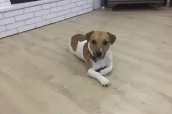 Пропала собака в Рябинино, Красноярский край