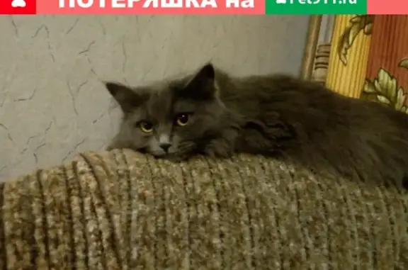 Пропала кошка в Медногорске, Гайдара 35, кличка Люська. О вознаграждении.