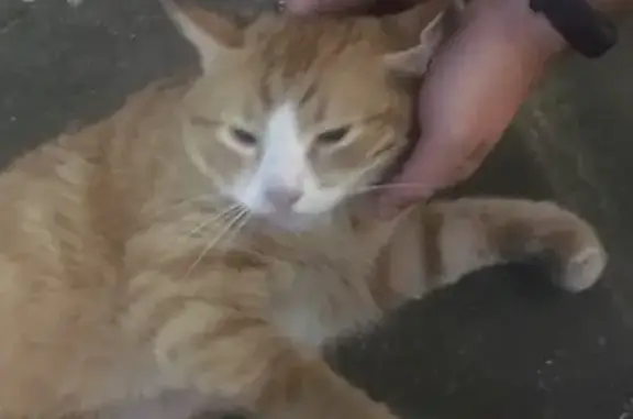 Найдена кошка в СПБ, Красносельский район, Маршала Захарова 27 к1