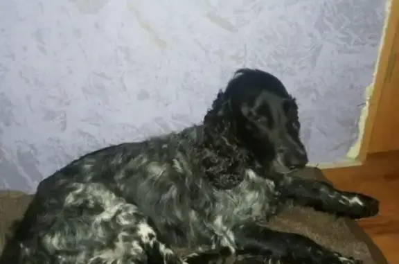 Найдена собака в Ивановской обл. возле р. Нерли