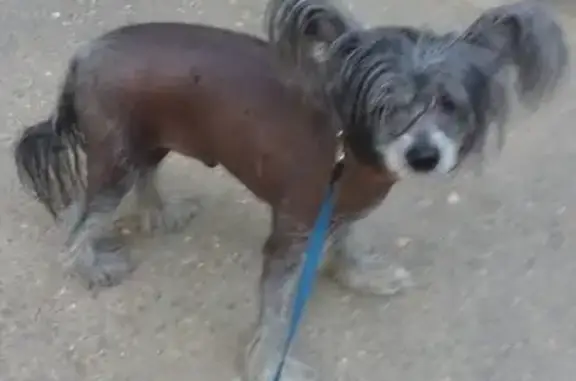 Пропала собака в районе 2-ой Дачной, вознаграждение!