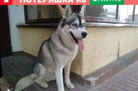 Найдена собака на ул. Плеханова, Липецк