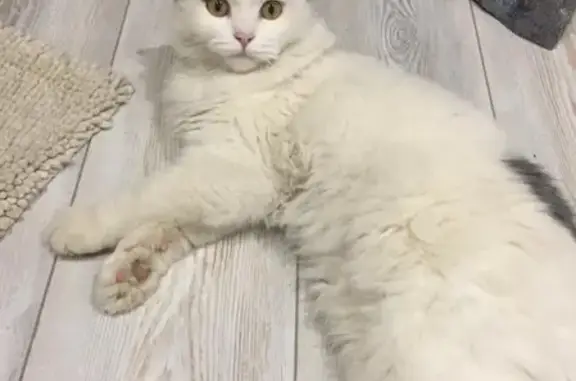 Пропала кошка в Новороссийске