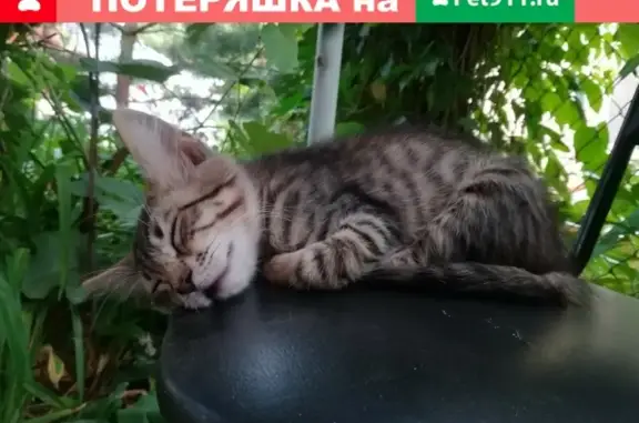 Пропала кошка Гоша, 4 мес., частный сектор Волгодонска