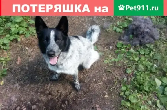 Пропала собака в Приозерском, нужна помощь!