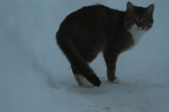 Пропал кот Сёма на Лоцманской улице, Пермь