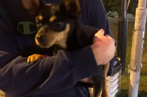 Найдена собака возле спара в Дмитрове