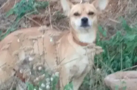 Пропала собака в Береговом, Крым.