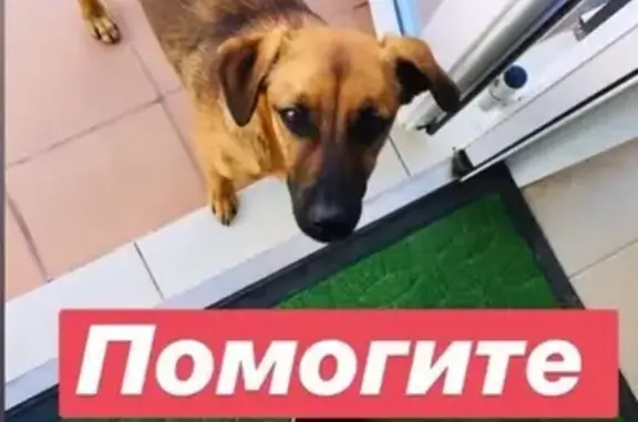 Собака найдена: ул. И.П. Прокопьева, 3, Чебоксары