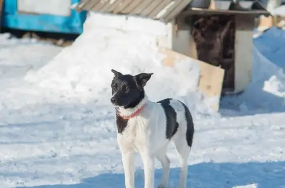 Пропала собака Маня в пос. Горького, Хабаровск