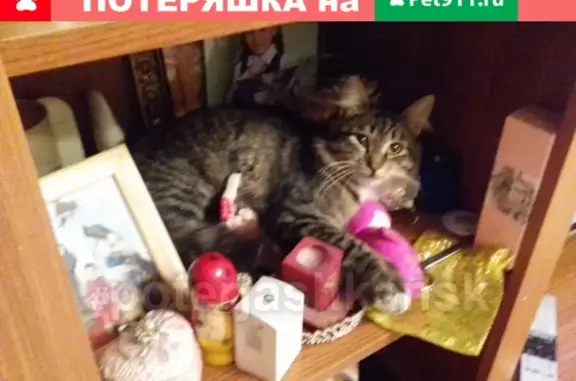 Кошки потеряшки, Новосибирск, фото: Потеряшка кот с зелёным ошейником в Северном посёлке, Новосибирск.