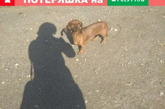 Найдена собака в Липягах, ищем хозяина