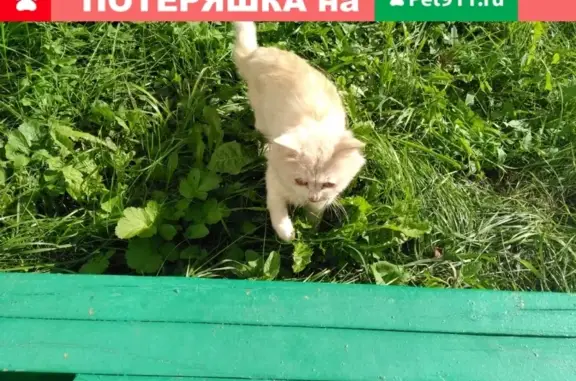 Найдена кошка в Кемерово!