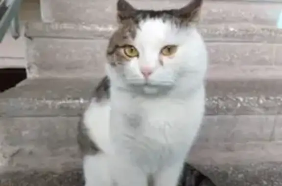 Найден белый кот в Пионерском (Екатеринбург)