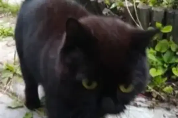 Найден кот в Исети, ищется хозяин