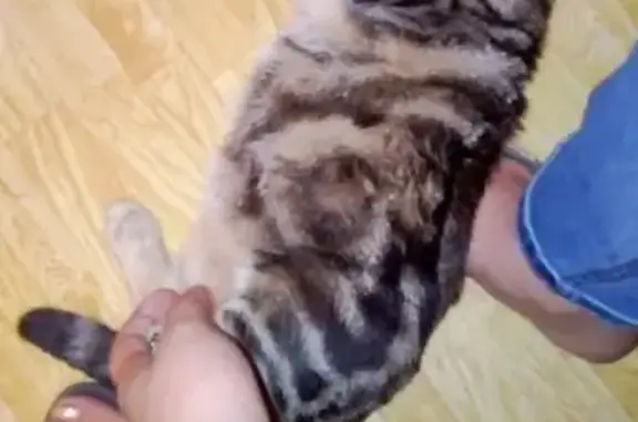 Пропала кошка в Чите на Черновских