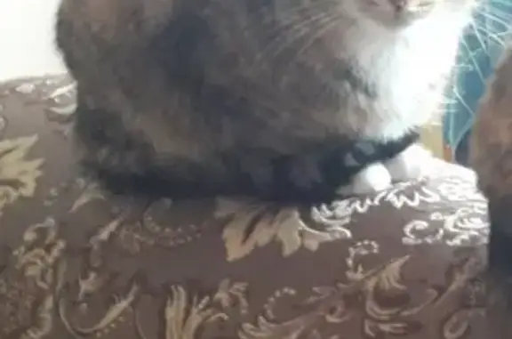 Пропала кошка Сима в Чите, Гагарина 9
