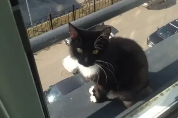 Кошки потеряшки, Санкт-Петербург, фото: Потеряшка кот на Поэтическом 11к1, СПб