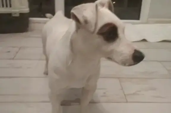 Найдена собака в Чкаловске