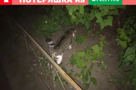 Найдена кошка в Красногвардейском районе, СПб