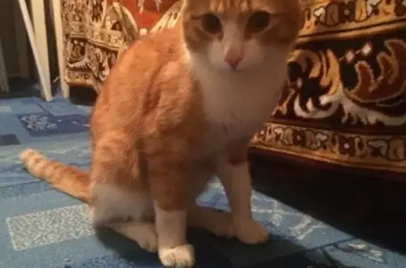 Найден кот на Лукашевича в Омске