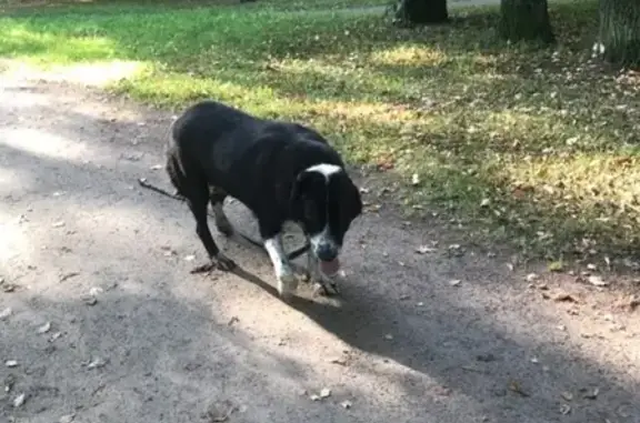 Найдена собака в Пушкинском районе СПб