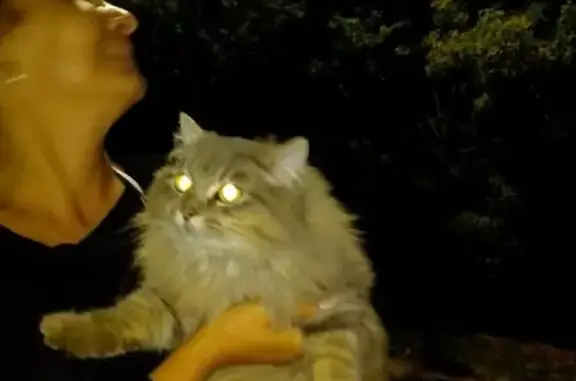 Найдена кошка в Петрозаводске на ул. Грибоедова