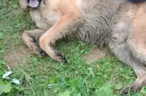 Собака найдена в Арамиле: восточно-европейская овчарка, кобель, 3-4 года.