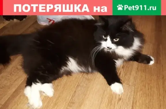 Пропал кот в Вологодской области, деревня Рогачево, 24 августа.