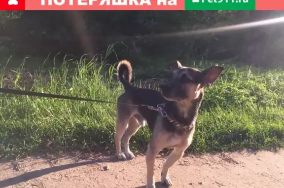 Найдена ласковая собака Мальчишка в Балашихе, Ольгино.