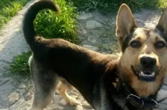 Найдена собака в п.Отважное, Багратионовский район