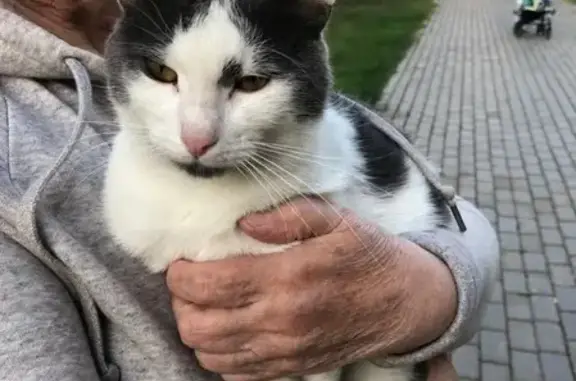 Найден домашний кот возле Совхозной 10 в Химках