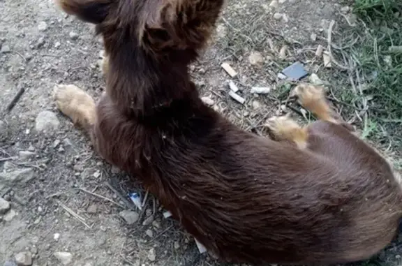 Собака с зелёным ошейником найдена в поле около очистных сооружений в Симферополе.