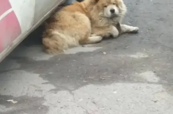 Собака ЧауЧау на Батарейной, Иркутск