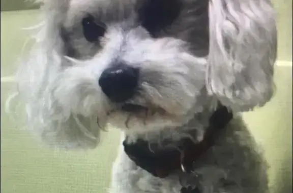 Пропала белая собака Бишон Фризе в Строгино, нуждается в лечении.