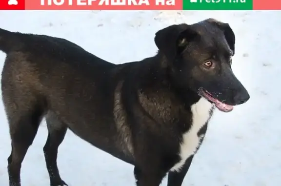 Пропала собака в деревне Шипулино, Клинский район