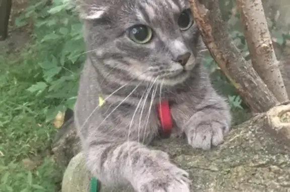 Потерянные животные Владивосток, фото: Пропала кошка в районе поликлиники 7, Красного знамени 47, Владивосток