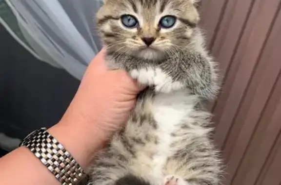 Объявления о пропавших и найденных животных, Смоленск, фото: Пропала кошка в районе Проспекта Строителей, Смоленск