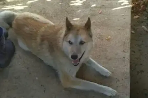 Найден прибившийся пес в деревне Алешково, Гаврилов-Ямский район
