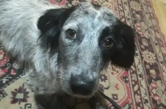Найдена домашняя собака на острове Проран в Самаре