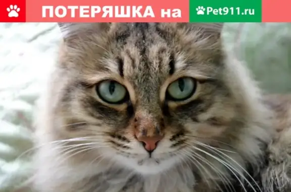 Пропала кошка Мэтью возле заправки в Ростовской области