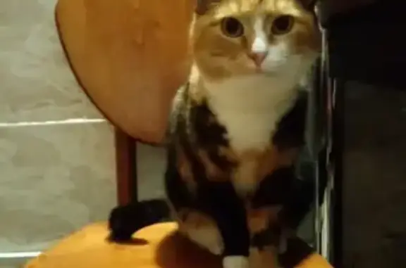 Кошки потеряшки, Санкт-Петербург, фото: Потеряшка кошка Соня, Ланское шоссе, СПб