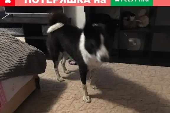 Найдена ласковая собака на берегу Невы в Санкт-Петербурге
